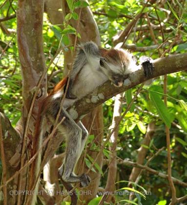 Monkeys and mangroves on Zanzibar, DSC06923b